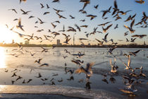 Hamburg gulls by Simon Andreas Peter
