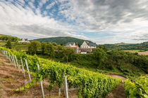 Weinbau bei Oberhausen 3 von Erhard Hess