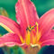 Pink-lily