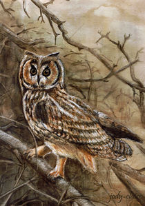Owl by Verena Münstermann