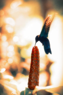 Caribbean Hummingbird von cinema4design