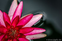 Waterlily | Seerose von westlightart