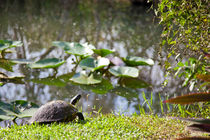 Turtle, Florida Keys, USA von Tasha Komery