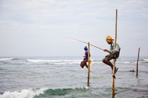 Stilt fishermen, Welligama by Tasha Komery