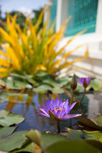 Water Lily, Cambodia von Tasha Komery