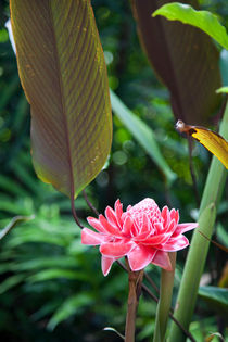 Lone flower, Botanical Gardens, Singapore by Tasha Komery