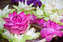 Water lilies, Kandy von Tasha Komery