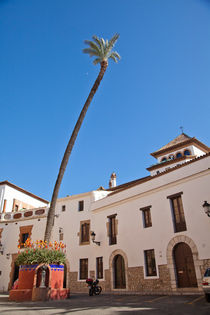 Lone Palm, Sitges, Spain von Tasha Komery