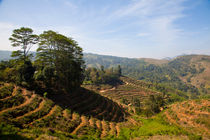 Hill country, Sri Lanka von Tasha Komery