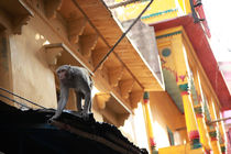 Macaque, Varanasi von Tasha Komery