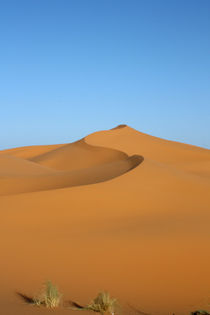 Swooping dune, Sahara von Tasha Komery