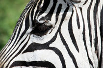 Zebra, Ngorongoro Crater von Tasha Komery