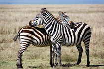 Stripes, Serengeti von Tasha Komery
