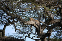 Leopard, Serengeti von Tasha Komery