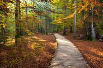 Autumn Pathway, Plitvice, Croatia by Tasha Komery