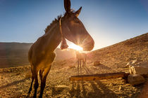 horse in marocco von Simon Andreas Peter