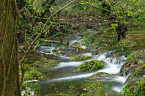 Woodland Stream, Monk's Dale von Rod Johnson