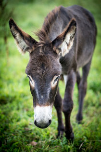 Donkey - Esel IV von Ruby Lindholm
