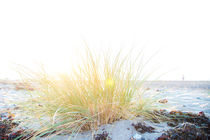 Gras am Strand von Ruby Lindholm