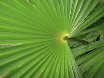 Palmblatt von Karin Fricke