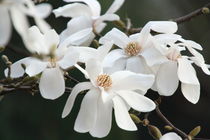 Magnolienblüten von Gerda Hutt