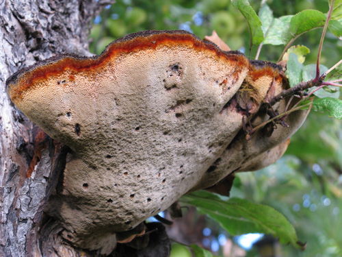 Pilz-an-apfelbaum