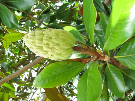 Samenstand-am-magnolienbaum