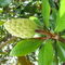 Samenstand-am-magnolienbaum