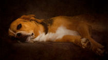 Dog Posing #02 by loriental-photography