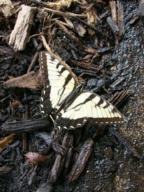 Papilio Canadensis by Caitlin McGee