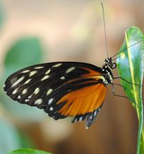 Heliconius hecale  by Caitlin McGee