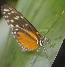 Heliconius hecale, 2013 by Caitlin McGee