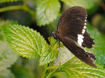 Papilio Polytes von Caitlin McGee