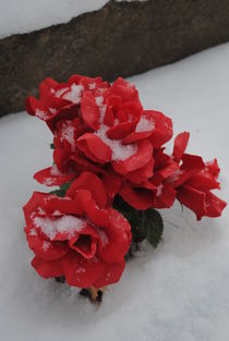 Snowy Red Petals, 2013 by Caitlin McGee