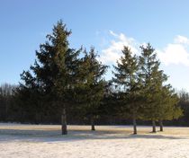 Winter Pines, 2013 von Caitlin McGee