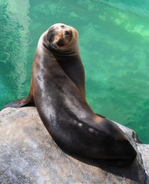 Sea Lion, 2013 by Caitlin McGee
