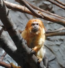 Golden Lion Tamarin, 2013 by Caitlin McGee