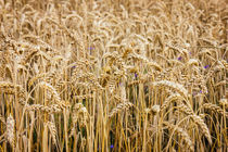 Wheat by Patrycja Polechonska