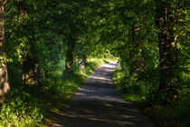 Summer Forest Road von Patrycja Polechonska
