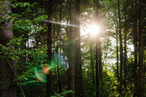 Sunlight Forest von Patrycja Polechonska