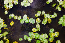 Water Lilies von Patrycja Polechonska