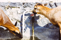 Drinking Goats by Patrycja Polechonska