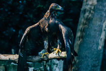 Brown Eagle by Patrycja Polechonska