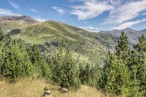 The Puigmal seen from the ‘Collet de les Barraques’ (Catalan Pyrenees) von Marc Garrido Clotet