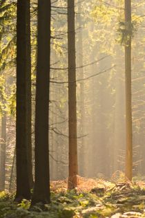 Eikamper Wald by Ivonne Wentzler
