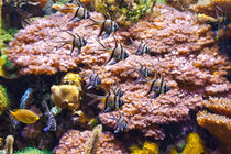 aquarium - pterapogon fish von Antonio Scarpi
