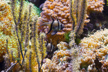 pterapogon fish in aquarium von Antonio Scarpi