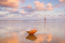 Seashell at Dawn by Alex Bramwell
