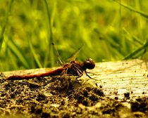 hello dragonfly - hallo libelle by mateart