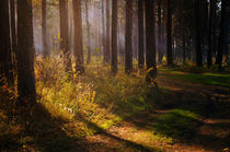  Autumn forest by larisa-koshkina